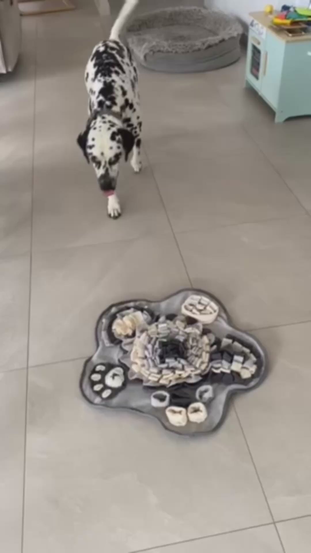 Charger la vidéo : Pas besoin de mode d’emploi compliqué : une fois les friandises cachées, laissez-le découvrir le tapis et trouver sa propre façon de chercher.